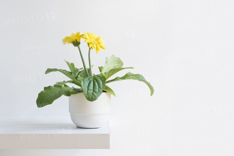 Blooming daisy.
Photo : Kristin Lee
