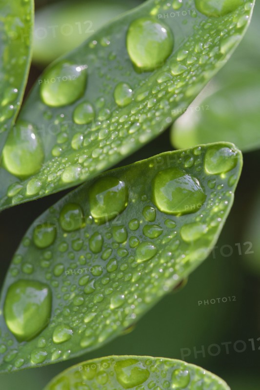 Raindrops on leaf.
Photo : Kristin Lee