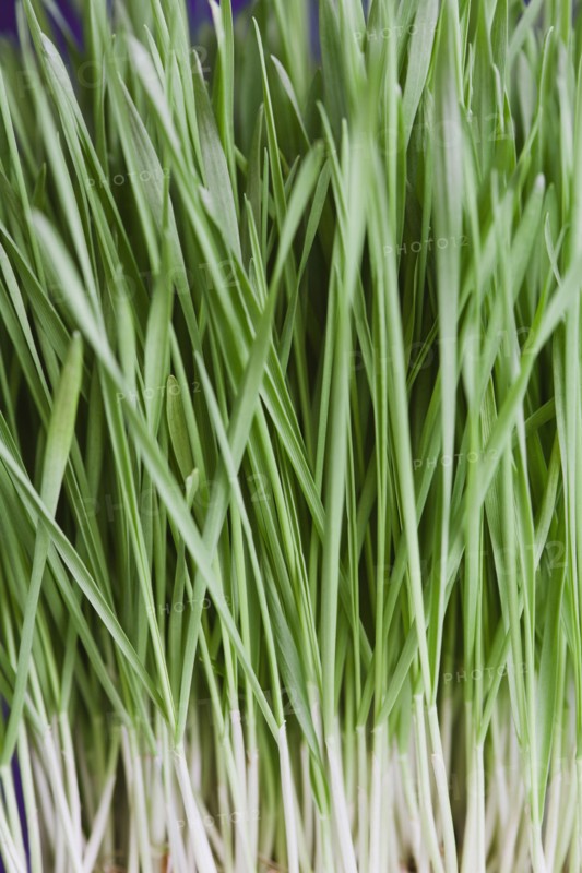 Close-up of wheatgrass.
Photo : Kristin Lee
