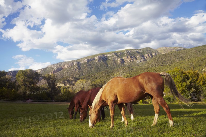 Horses grazing on grass. USA, Western USA, Colorado.
Photo : Kelly