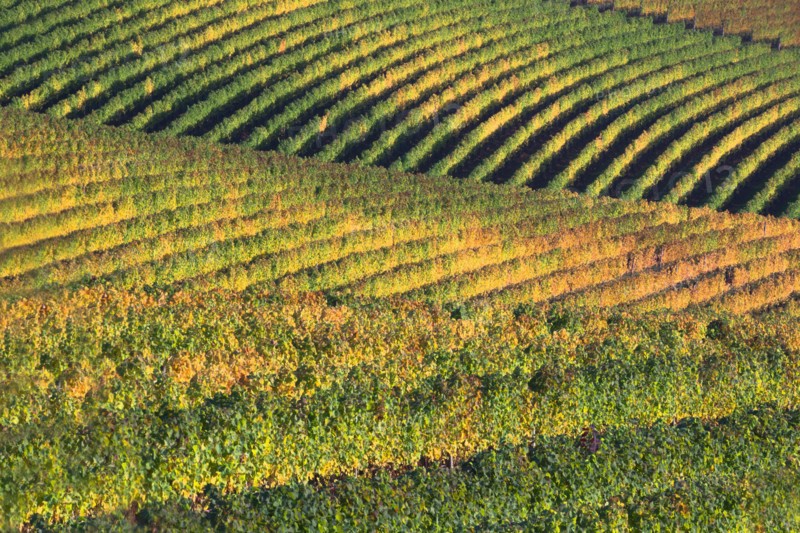 Vineyard. USA, Oregon, Yamhill County.
Photo : Gary Weathers