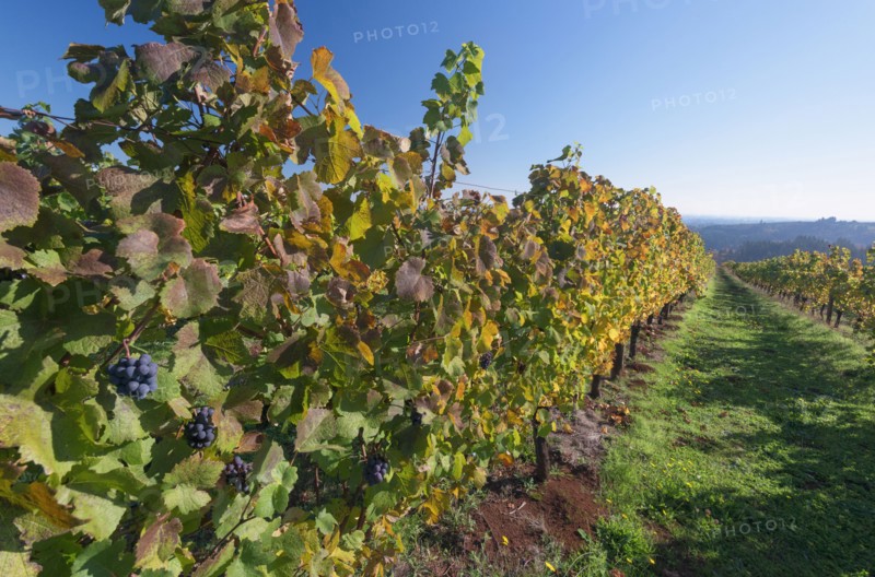 Vineyard. USA, Oregon, Yamhill County.
Photo : Gary Weathers