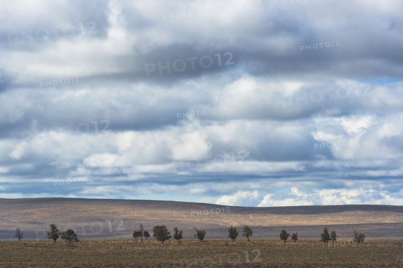 Juniper trees. USA, Oregon, Deschutes County.
Photo : Gary Weathers