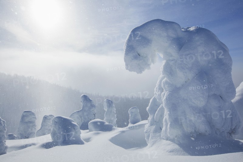Trees covered with fresh snow. USA, Montana, Whitefish.
Photo : Noah Clayton