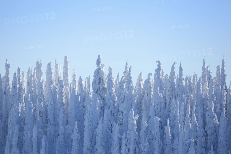 Tree tops covered with fresh snow. USA, Montana, Whitefish.
Photo : Noah Clayton