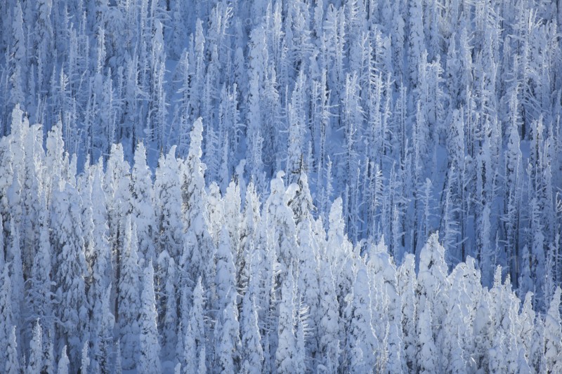 Trees covered with fresh snow. USA, Montana, Whitefish.
Photo : Noah Clayton