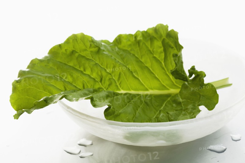 Studio shot of lettuce leaf.
Photo : Karen Schuld