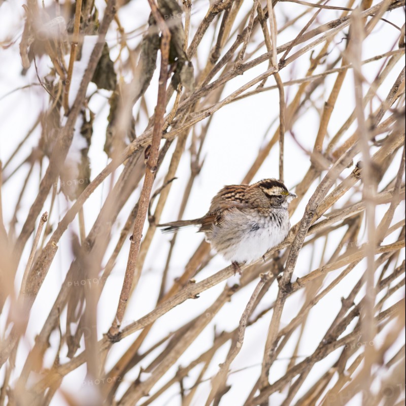 White-throated sparrow. New York City, USA.
