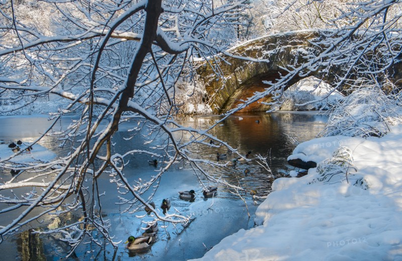Bridge in Central Park in winter. New York City, USA.