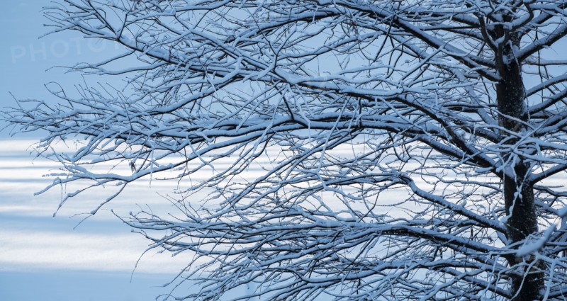 Bare tree in Central Park in winter. New York City, USA.
