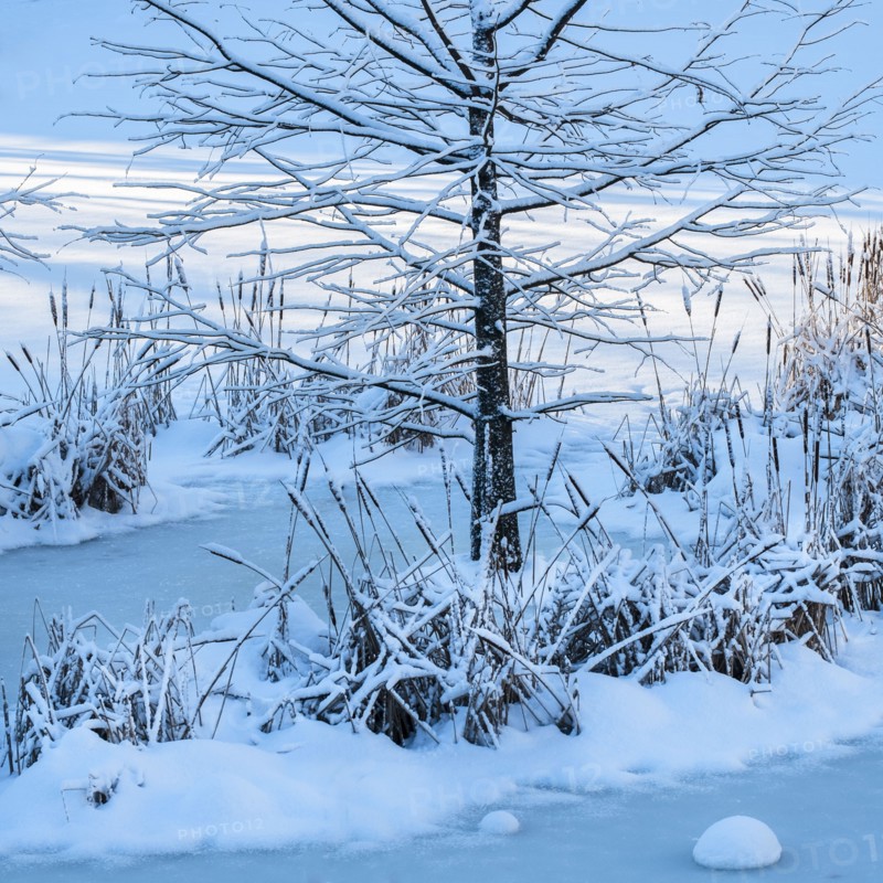 Bare tree and frozen lake in Central Park. New York City, USA.