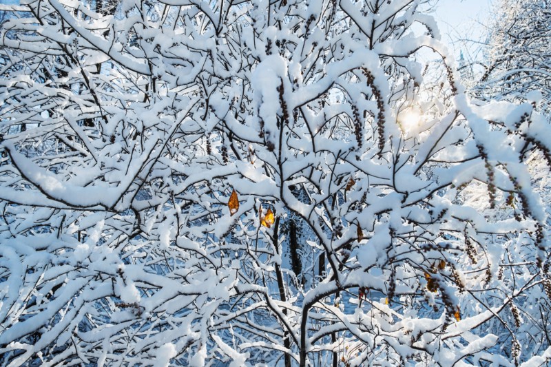 Tree covered with snow. New York City, USA.