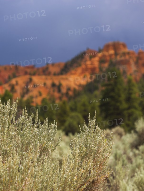Bryce Canyon National Park. Bryce Canyon National Park, Utah, USA.
Photo : Daniel Grill