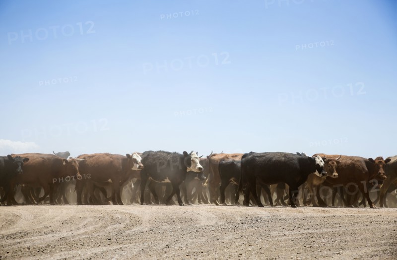 Herd of domestic cattle. Colorado, USA.
Photo : Maisie Paterson