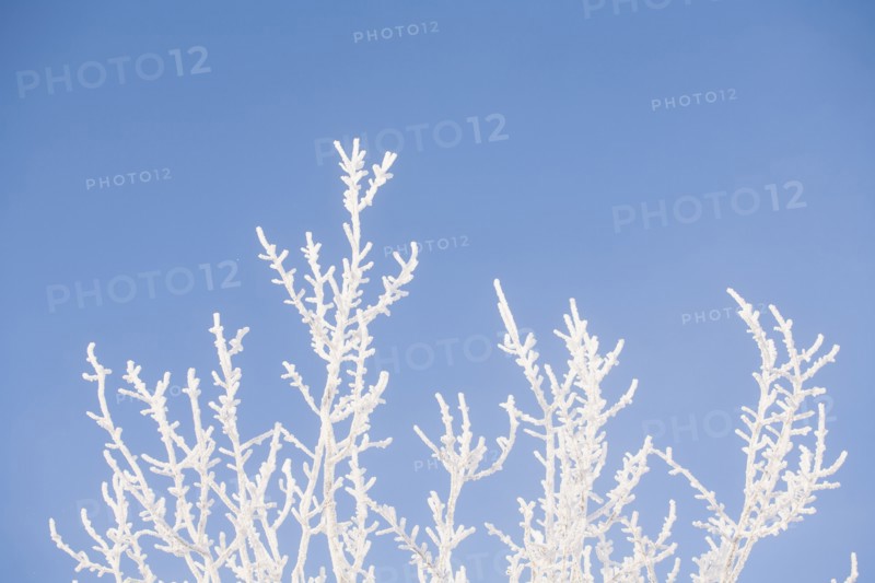 Tree in winter against clear sky.
Photo : Maisie Paterson