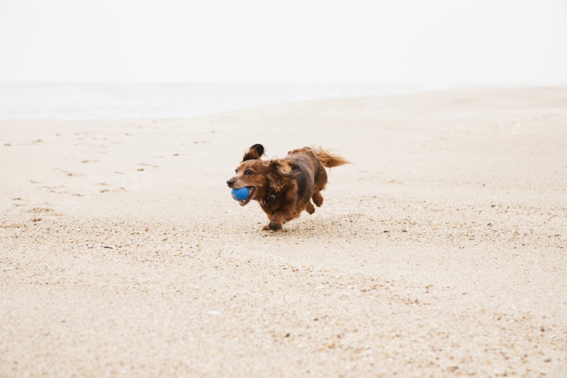 Happy dachshund running on beach with ball in mouth.
Photo : Maisie Paterson