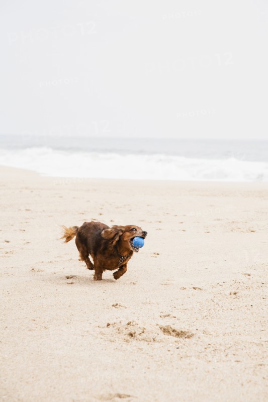 Happy dachshund running on beach with ball in mouth.
Photo : Maisie Paterson