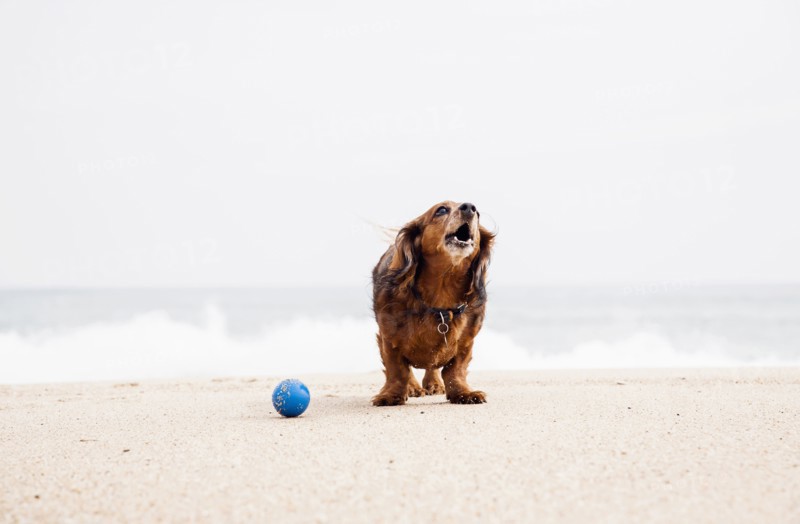 Happy dachshund standing on beach next to ball.
Photo : Maisie Paterson