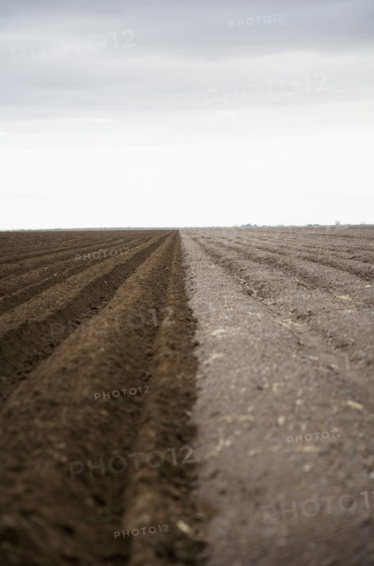 Potato field. Colorado, USA.
Photo : Maisie Paterson