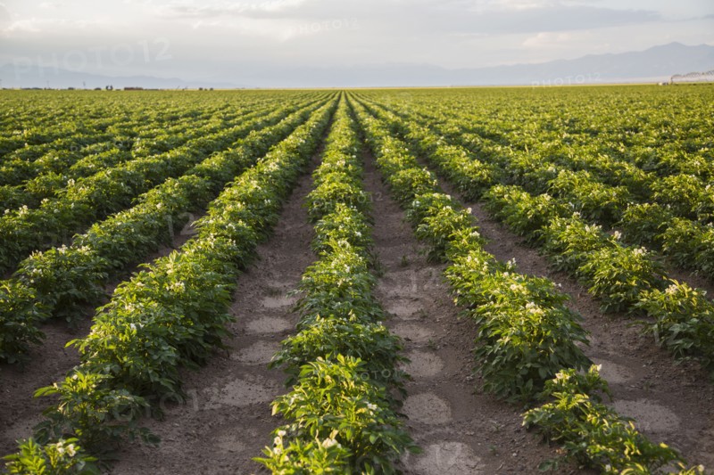 Rows of potato plants. Colorado, USA.
Photo : Maisie Paterson