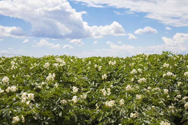 Flowering potato plants. Colorado, USA.
Photo : Maisie Paterson
