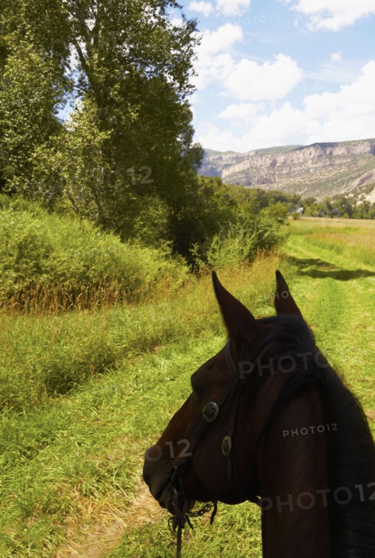 Close-up of horse's head on meadow. Colorado, USA.
Photo : Kelly