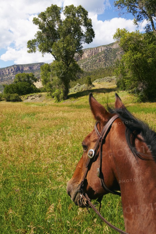 Close-up of horse's head on meadow. Colorado, USA.
Photo : Kelly