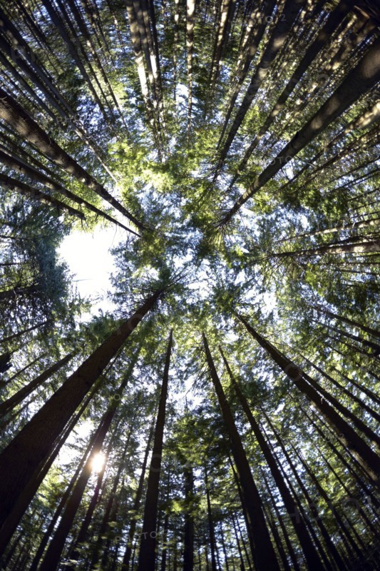 Low angle view of hemlock grove. British Columbia, Canada.
Photo : Kelly