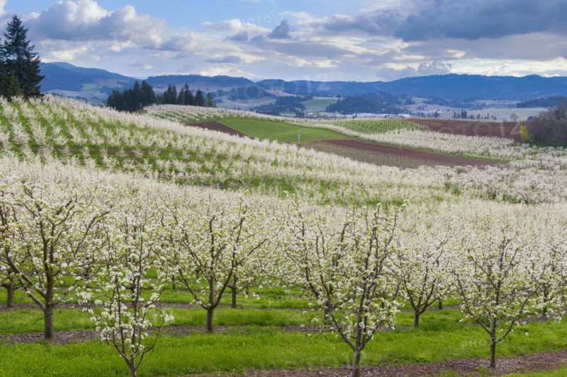 Orchard during springtime, Hood River. Hood River, Oregon, USA.
Photo : Gary Weathers