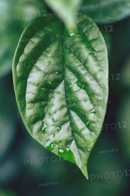 Raindrops on leaves.
Photo : Kristin Lee