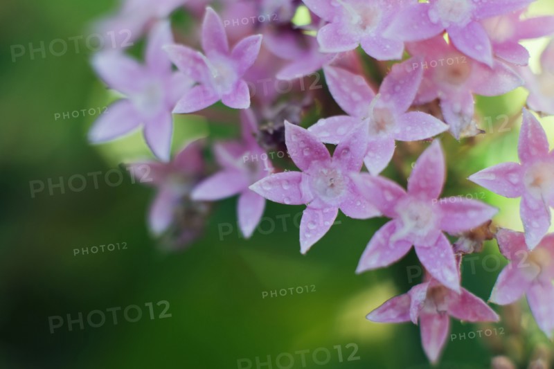 Raindrops on penta flower.
Photo : Kristin Lee