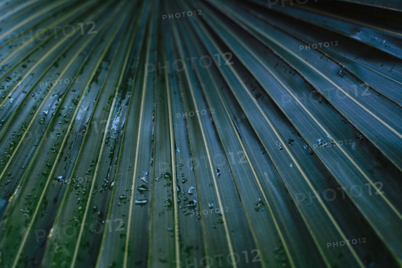 Raindrops on palm leaf.
Photo : Kristin Lee