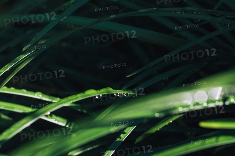 Raindrops on blade of grass.
Photo : Kristin Lee