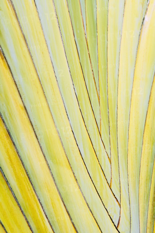 Close-up of palm leaf.
Photo : Kristin Lee