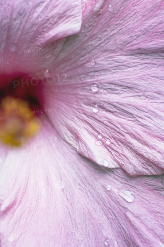 Close-up of wet hibiscus flower.
Photo : Kristin Lee