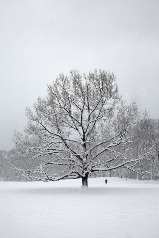Tree in park at winter.
Photo :  Winslow Productions