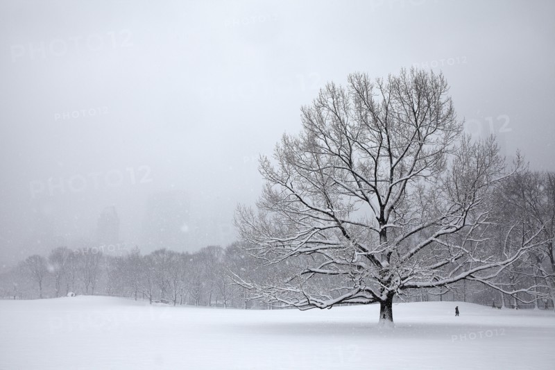 Tree in park at winter.
Photo :  Winslow Productions