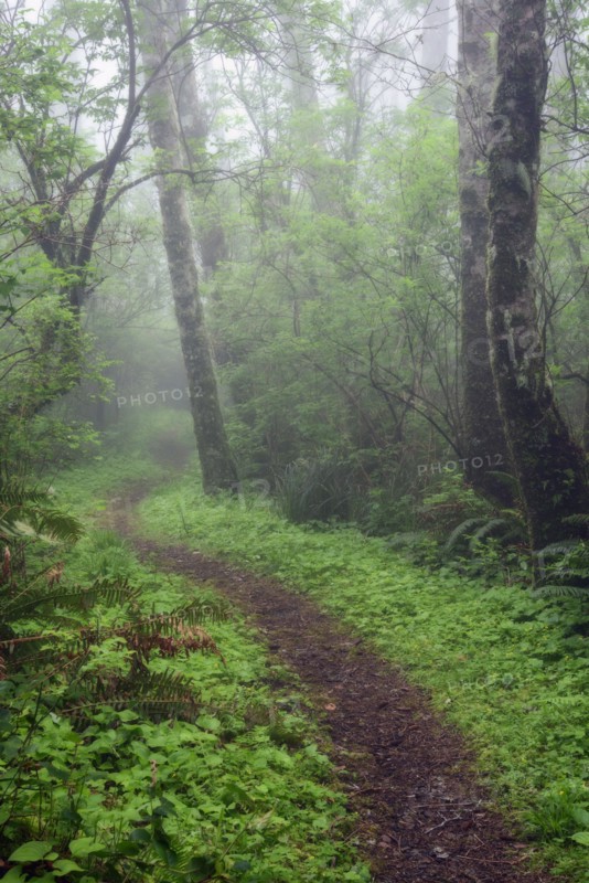 Footpath in forest.
Photo : Gary Weathers