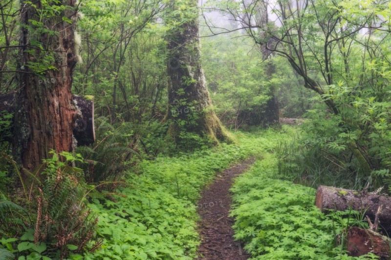 Footpath in forest.
Photo : Gary Weathers