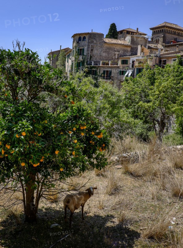 Goat standing under orange tree. Valldemossa, Mallorca, Spain.