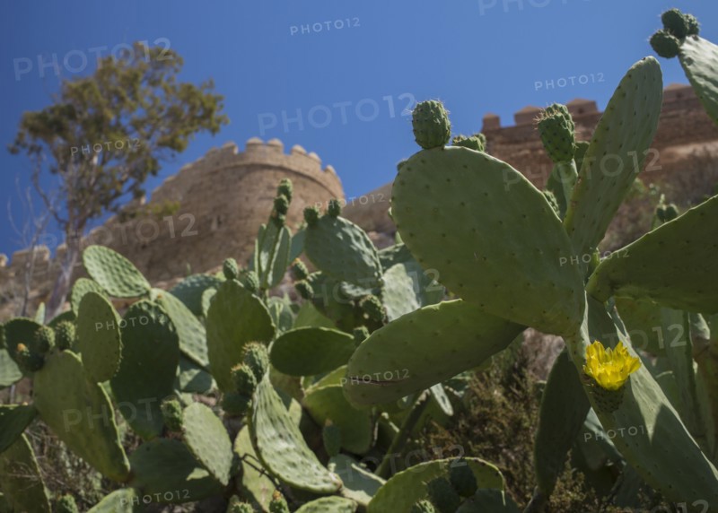 Cacti against fortified wall. Almeria, Spain.