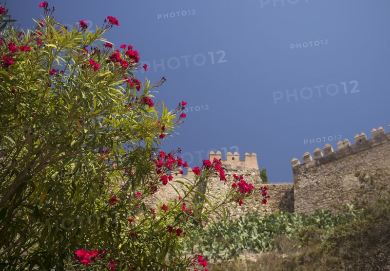 Flowering plant against fortified wall. Almeria, Spain.