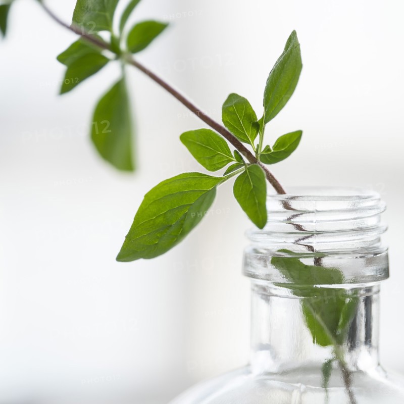 Oregano in bottle.