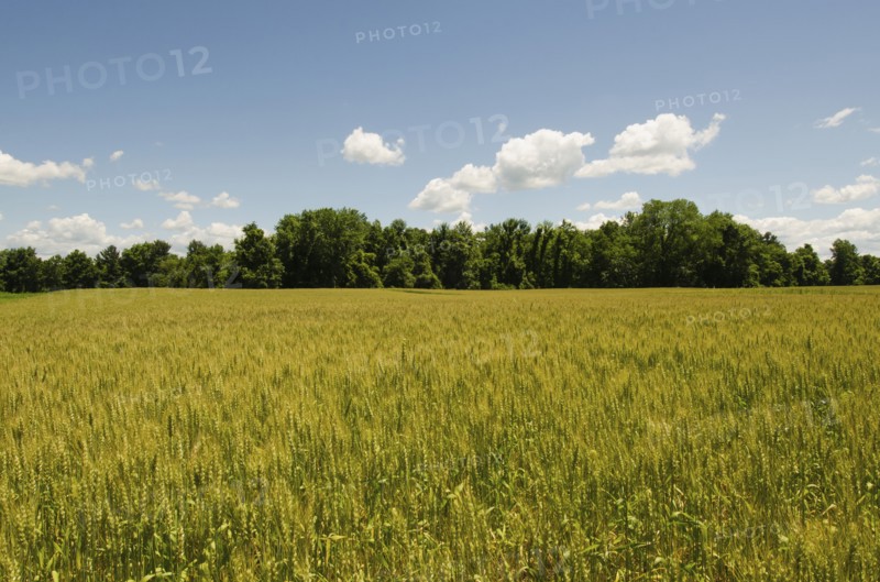 View of meadow
