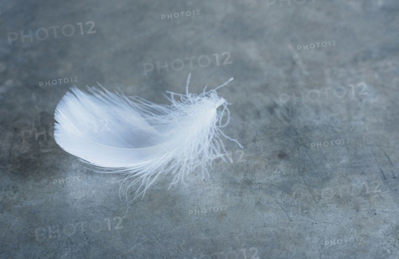 Studio shot of white bird's feather