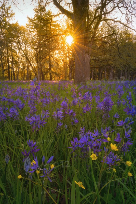 Camas in meadow