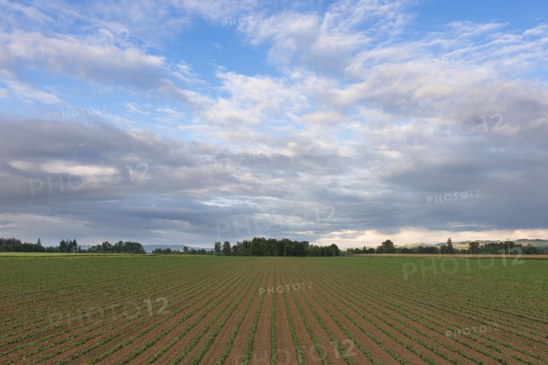 Bean field against cloudy sky
