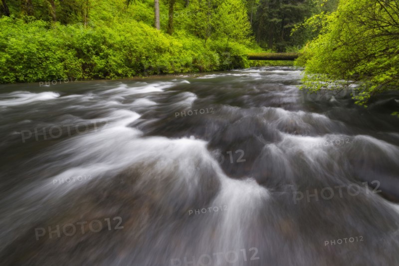 Stream in forest