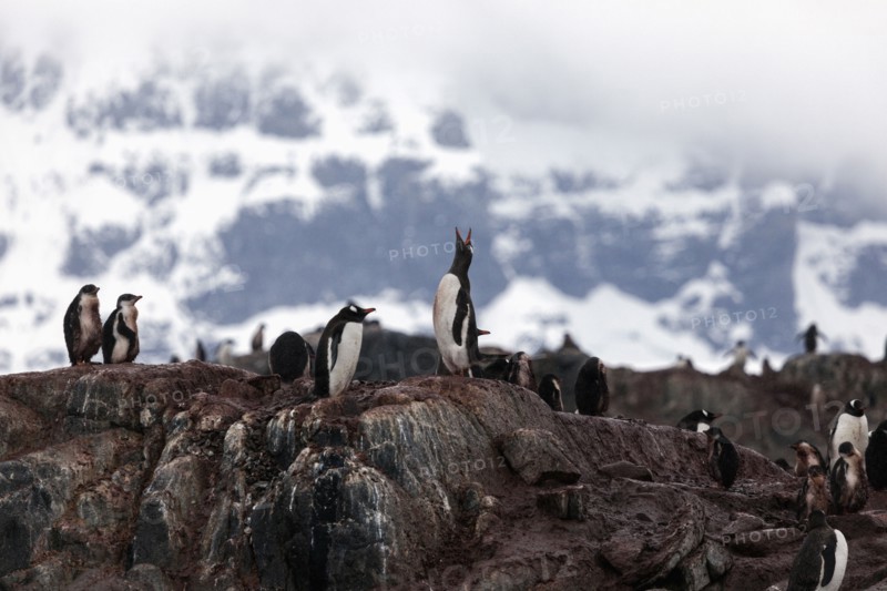 Gentoo penguins on rock