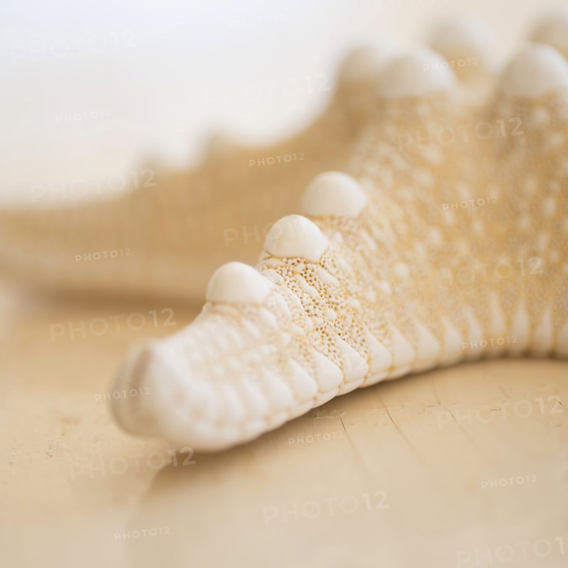 Studio shot of starfish.